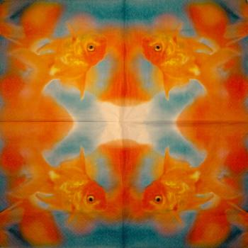 141 Fische - 3-lagig - USA